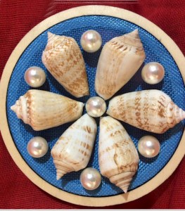 shells0001-22